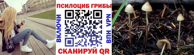 где найти наркотики  Цивильск  Псилоцибиновые грибы мухоморы 